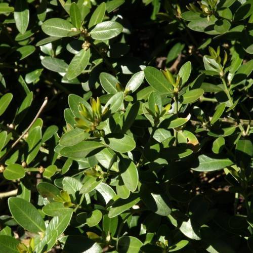 Glossy dark green oval-shaped leaves with yellowish-green axillary buds on green stems.