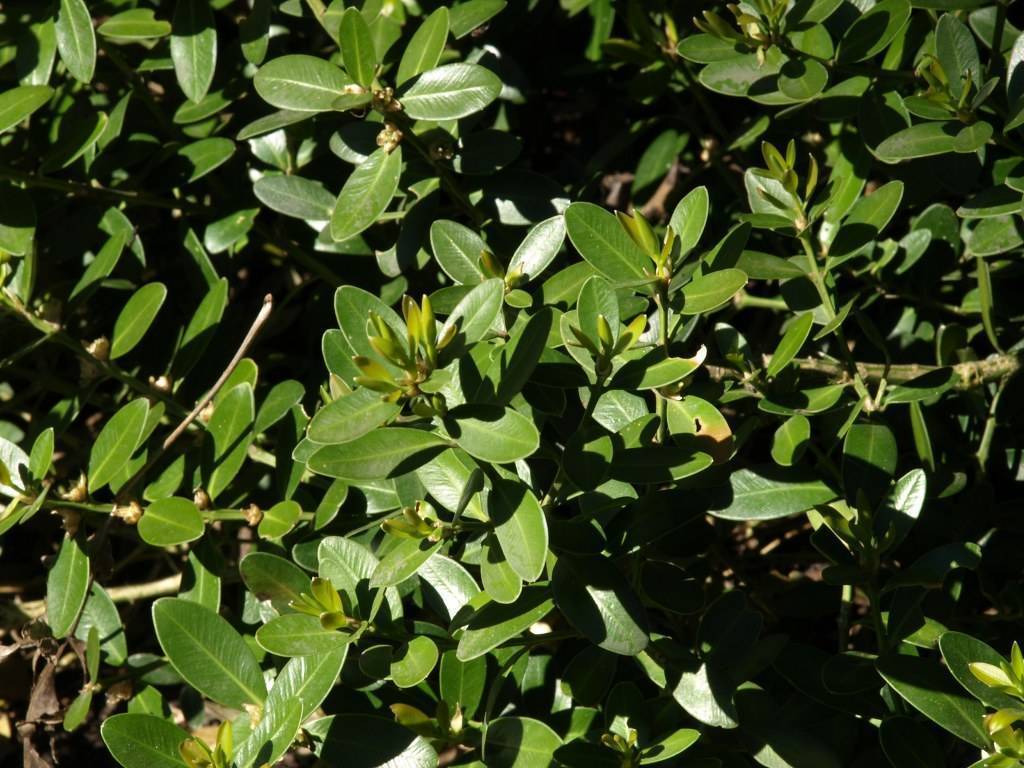 Glossy dark green oval-shaped leaves with yellowish-green axillary buds on green stems.