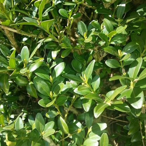 Lime buds and stems, yellow branches, green leaves and yellow midrib.