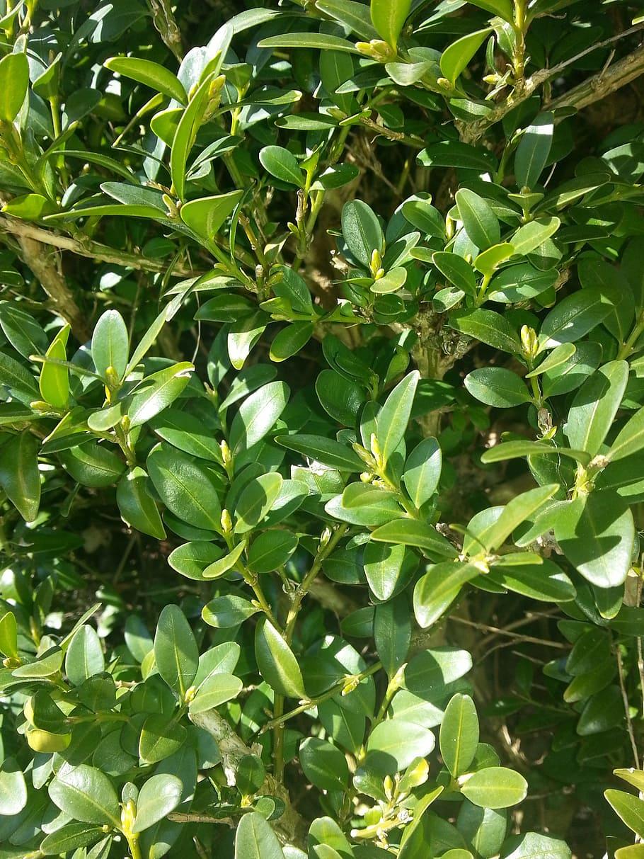 Lime buds and stems, yellow branches, green leaves and yellow midrib.
