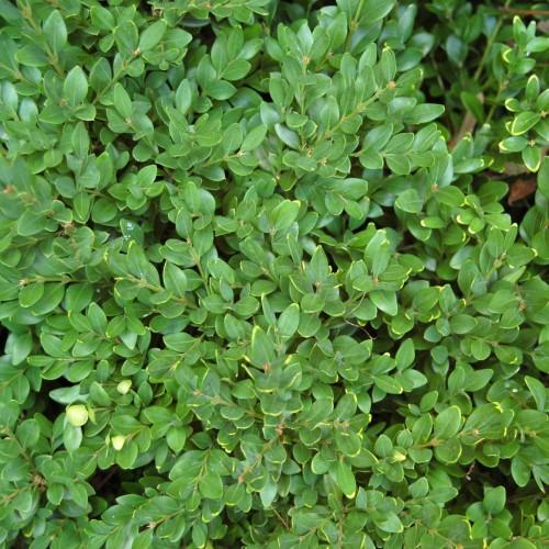 Green leaves, with lime stems, yellow midrib, veins and blades.