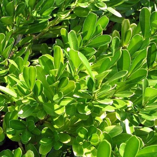 Green leaves with yellow midrib, veins and blades.