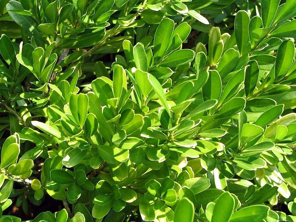 Green leaves with yellow midrib, veins and blades.