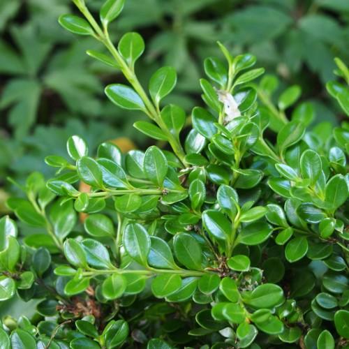 Dark-green leaves with lime petiole, stem and midrib.