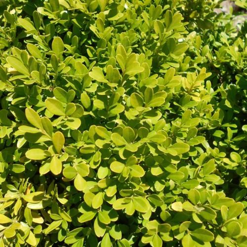 Lime-green leaves stems and yellow midrib.