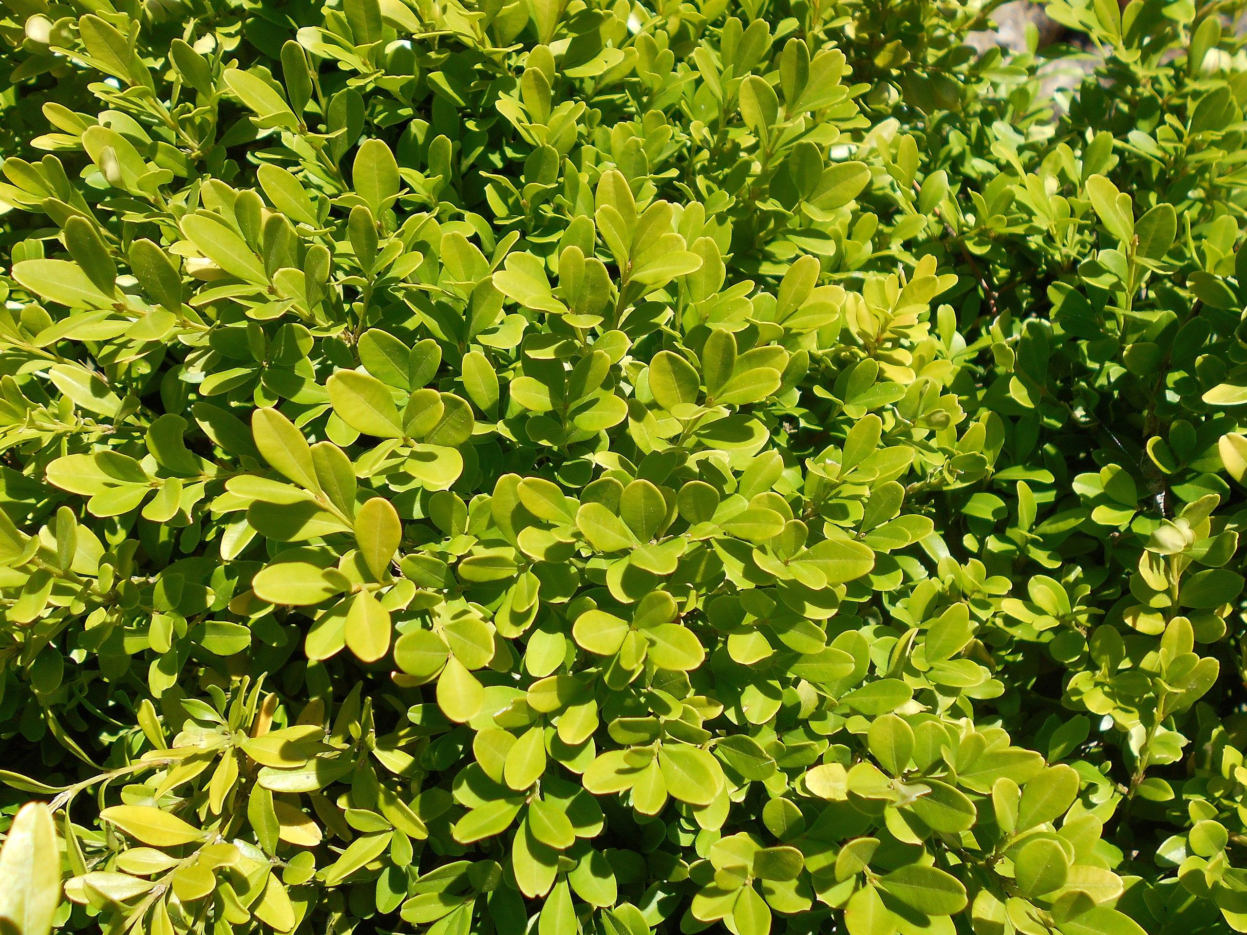 Lime-green leaves stems and yellow midrib.