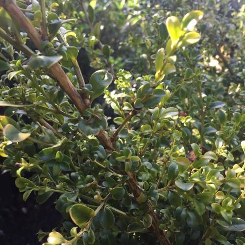 Green leaves on brown stem branches.