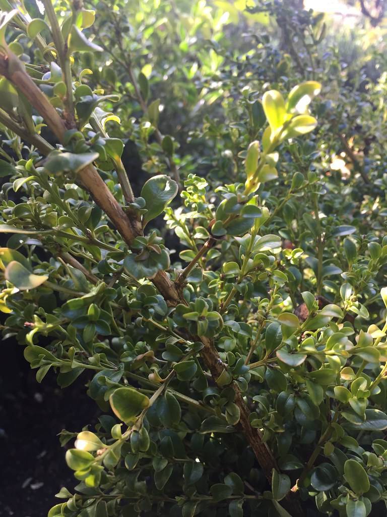 Green leaves on brown stem branches.