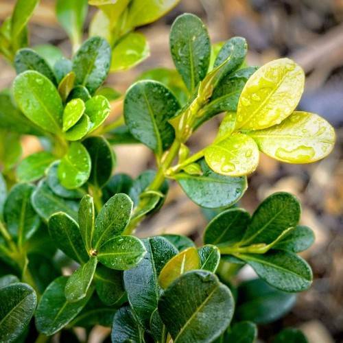 Green-yellow leaves on green stems.