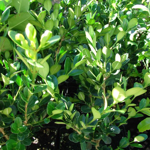 Green leaves with beige stems, yellow midrib.