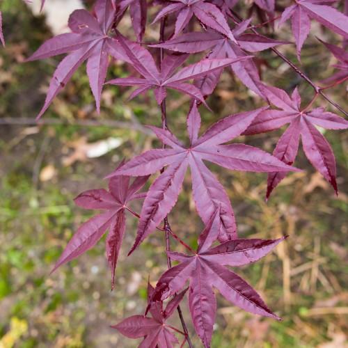 Maple purple leaves hanging from purple stems.