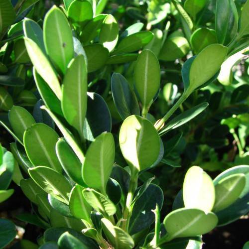 Green leaves on green stems.