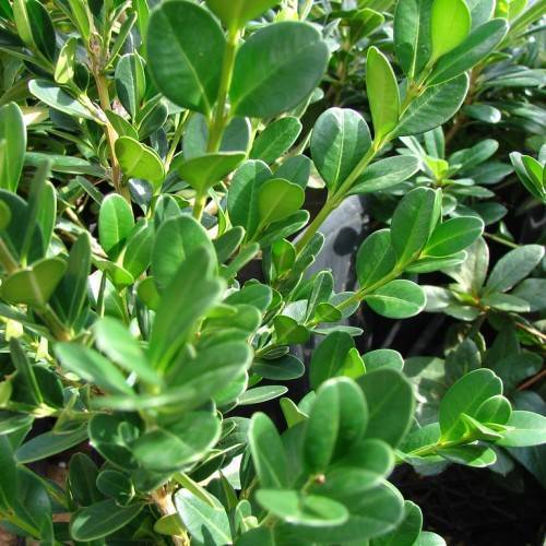 Green leaves on green stems.
