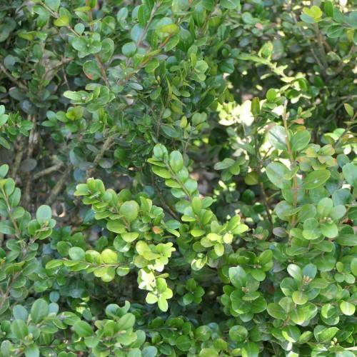 Green leaves on gray-brown stems.