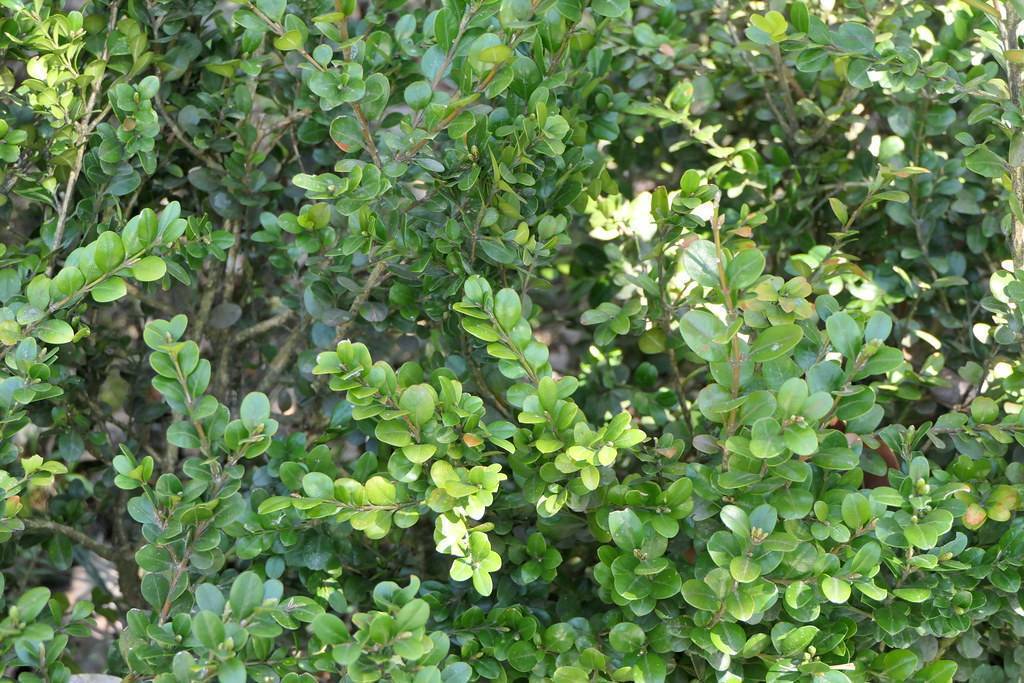Green leaves on gray-brown stems.