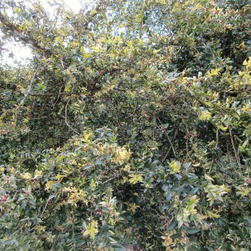 Bright-green leaves on brown stems with yellow flowers.