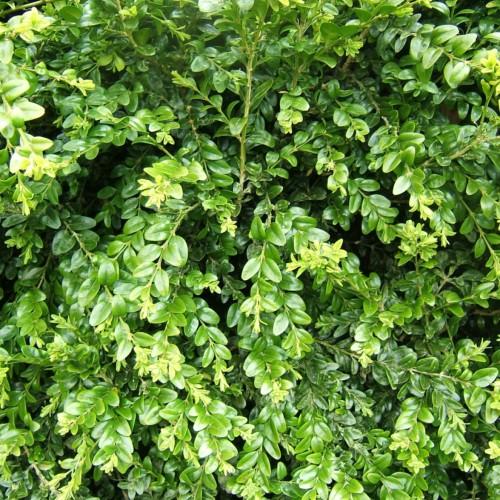 Lime-green leaves with stems
