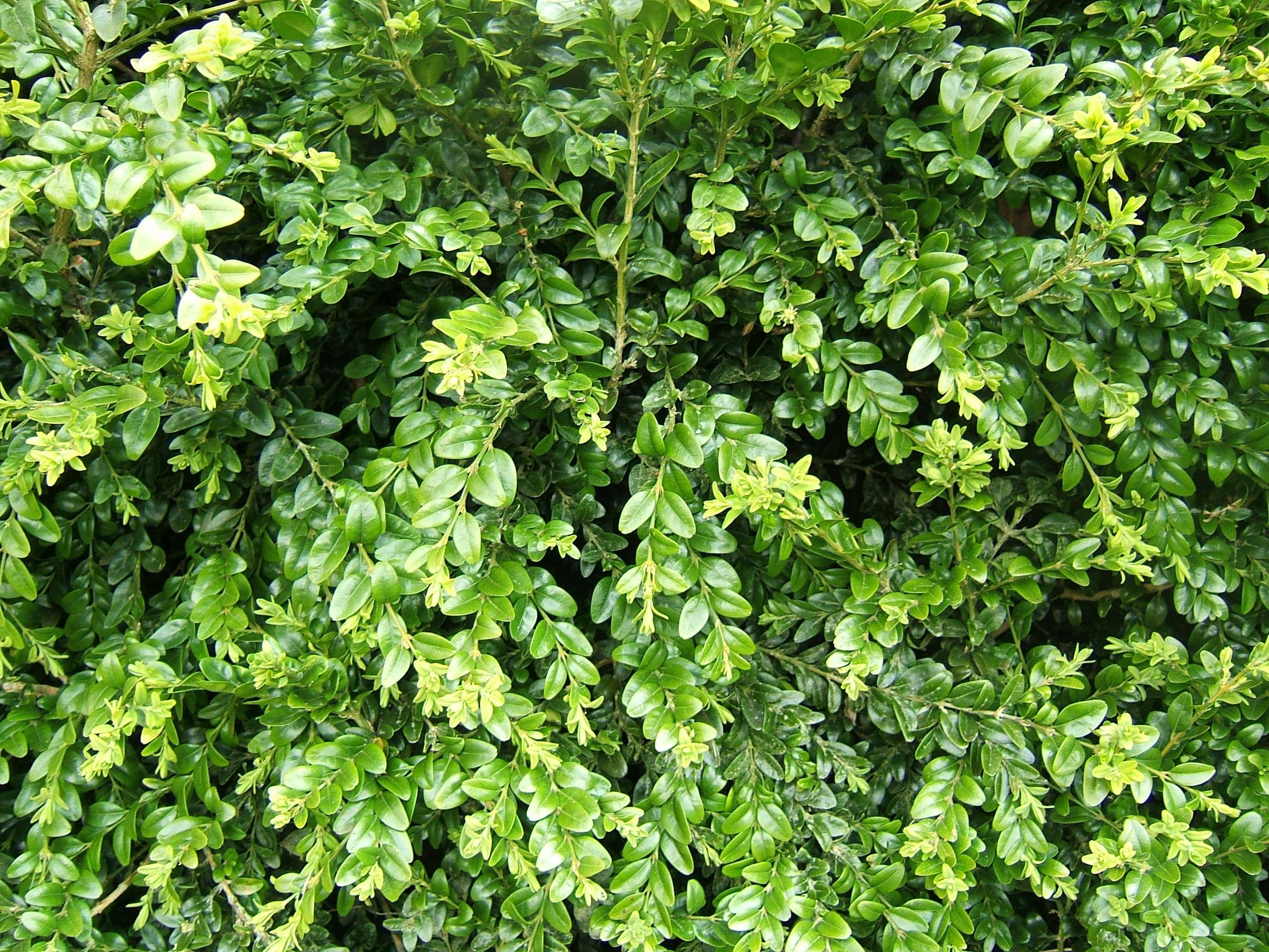 Lime-green leaves with stems.