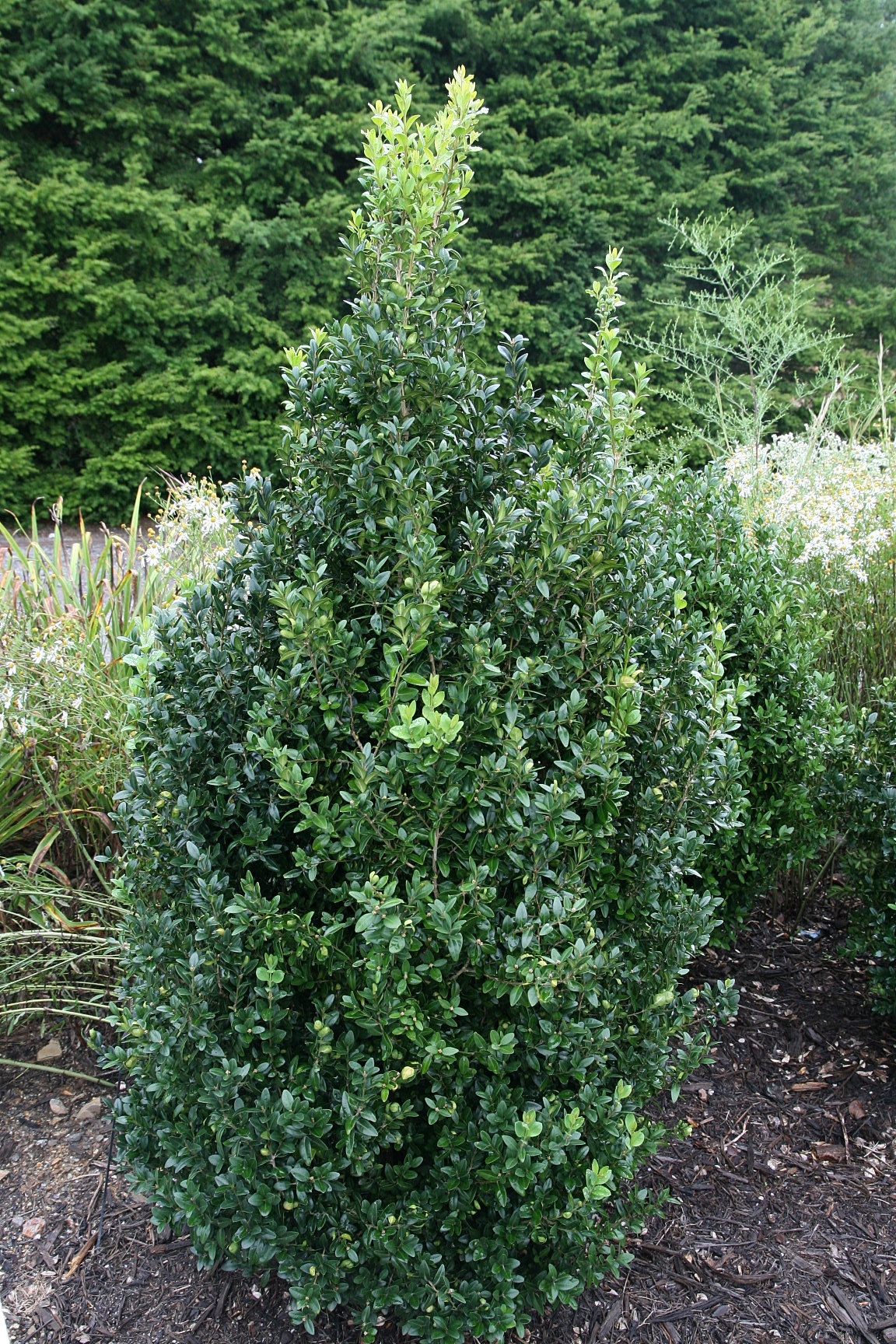 Green leaves, beige-brown stems and brown branches.