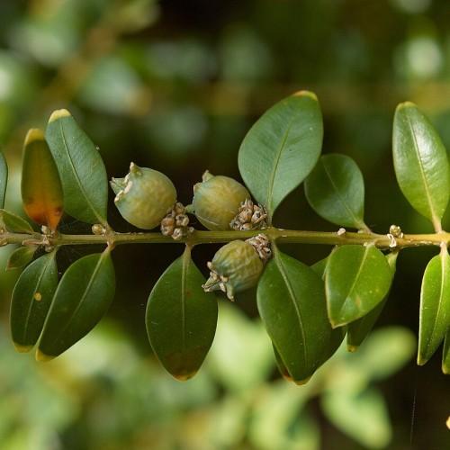 Lime-green buds with stems, with green leaves, yellow petiole, midrib and tip