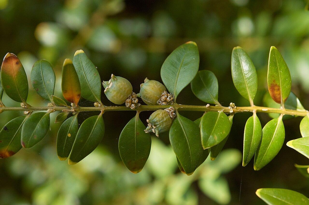 Lime-green buds with stems, with green leaves, yellow petiole, midrib and tip