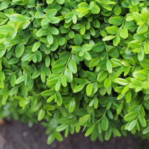 Lime leaves with stems.