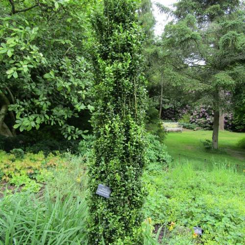 Green stem with green leaves.