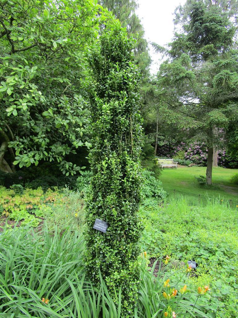 Green stem with green leaves.