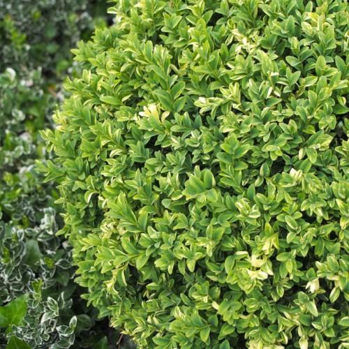 Lime leaves with stems.