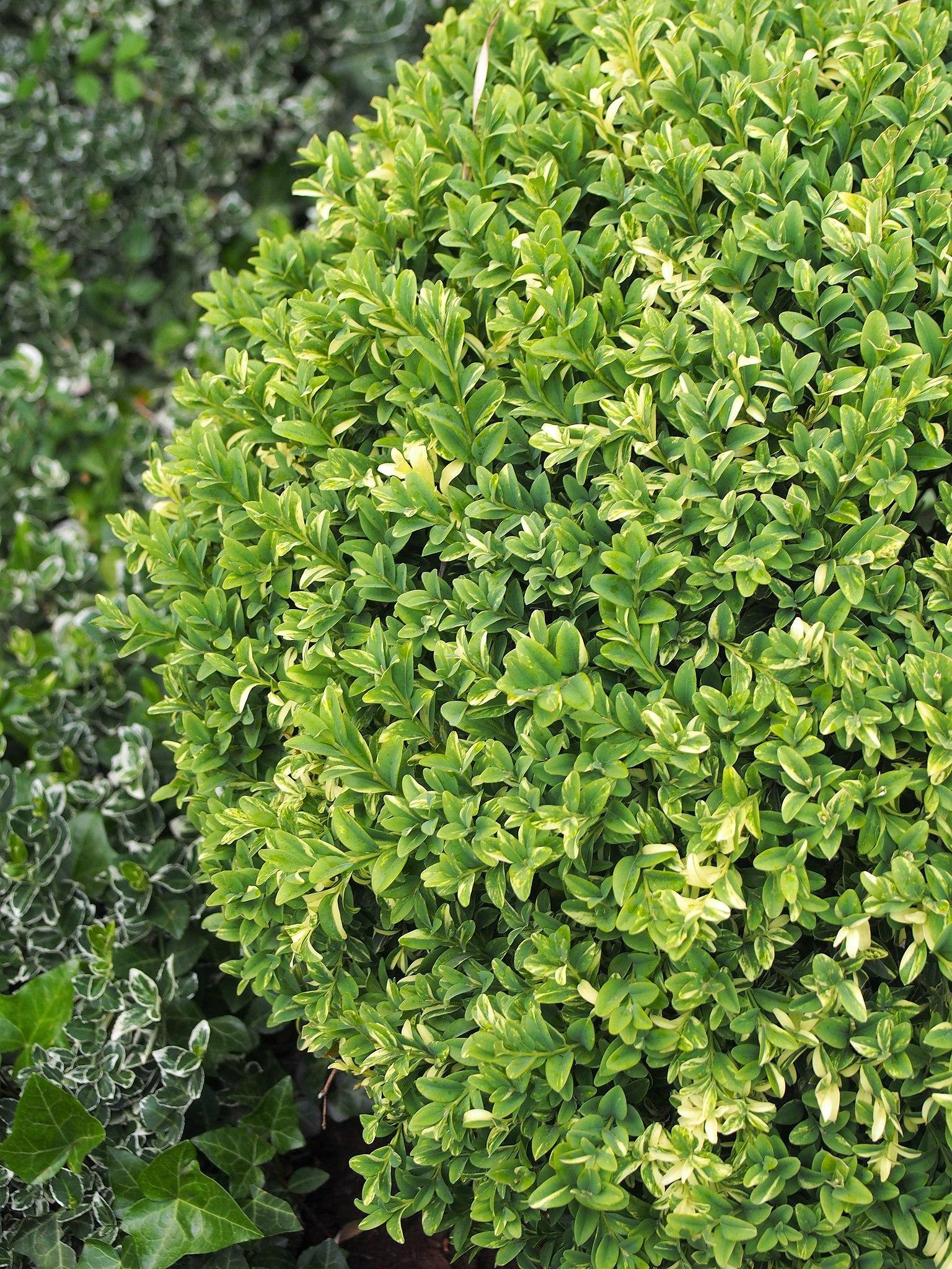 Lime leaves with stems.