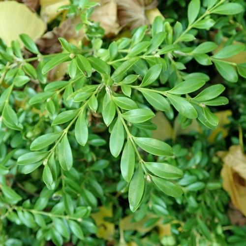 Green leaves with lime stems.