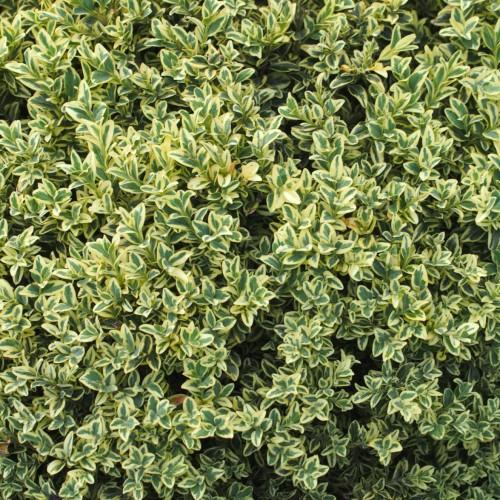 Green-yellow leaves with yellow midrib and blades.