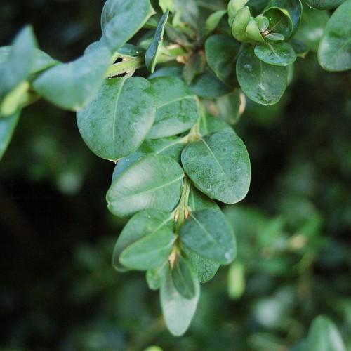 Green leaves with lime stems, and lime midrib.