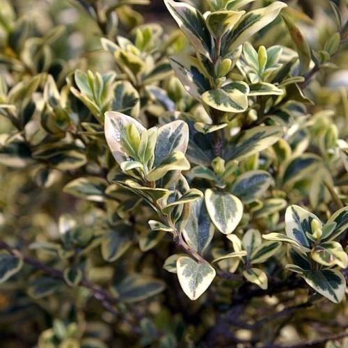 Yellow-green leaves with brown stems and branches, white-yellow midrib and blades.