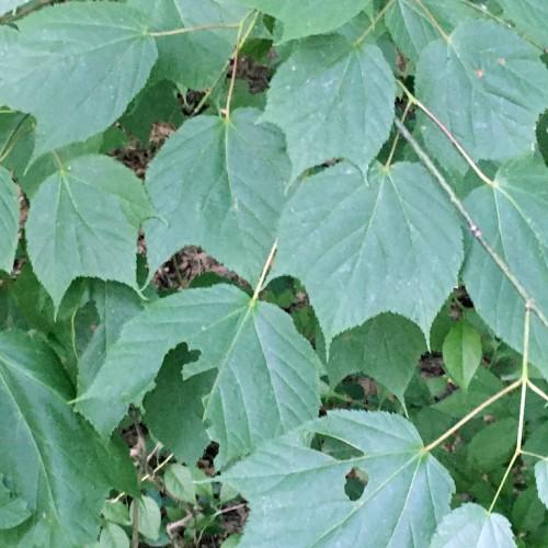 Green leaves with prominent veins, growing on yellow-green stems eaten by insects.