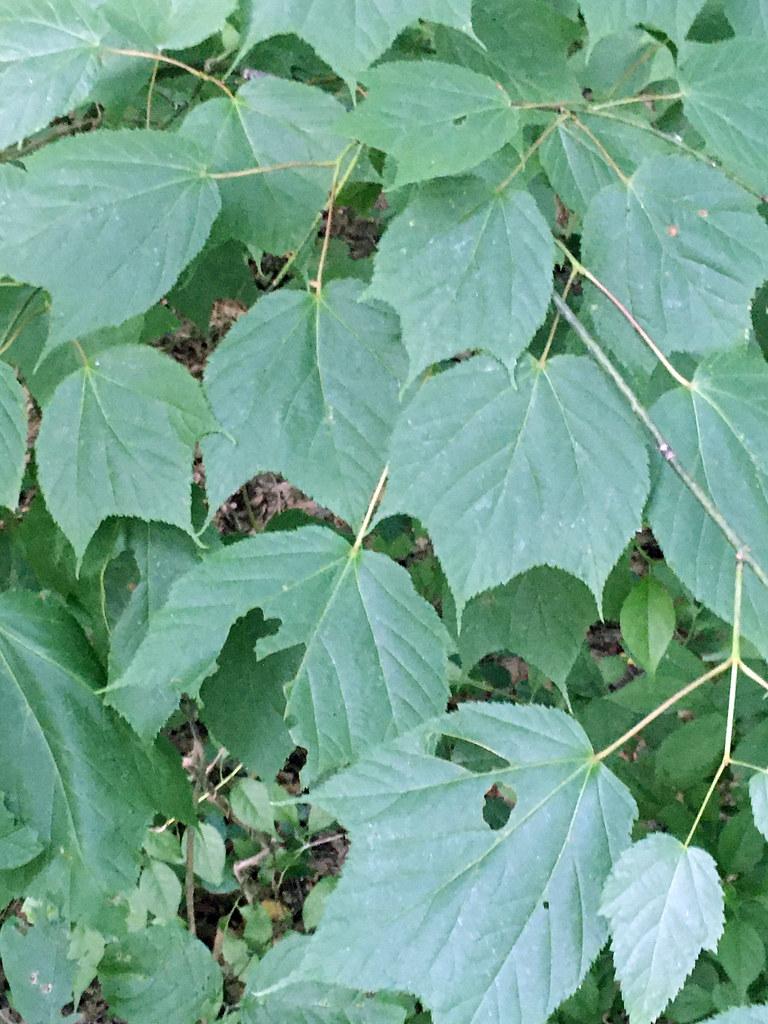 Green leaves with prominent veins, growing on yellow-green stems eaten by insects. 