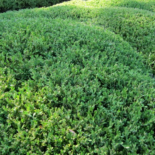 Green leaves with stems.