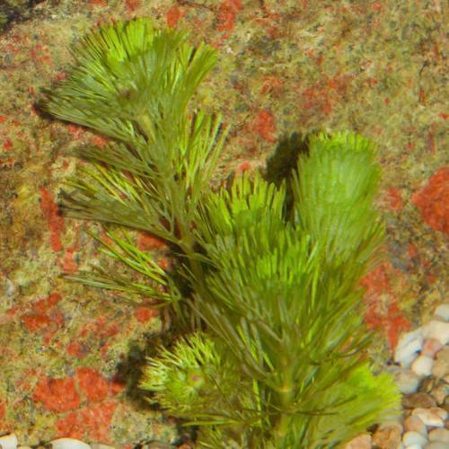 Lime-green leaves on the green branching stem.