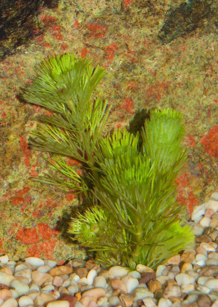 Lime-green leaves on the green branching stem.