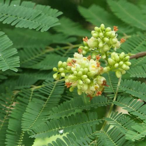 Green leaves with yellow flowers, and light-green buds on maroon-green stem and stalks.