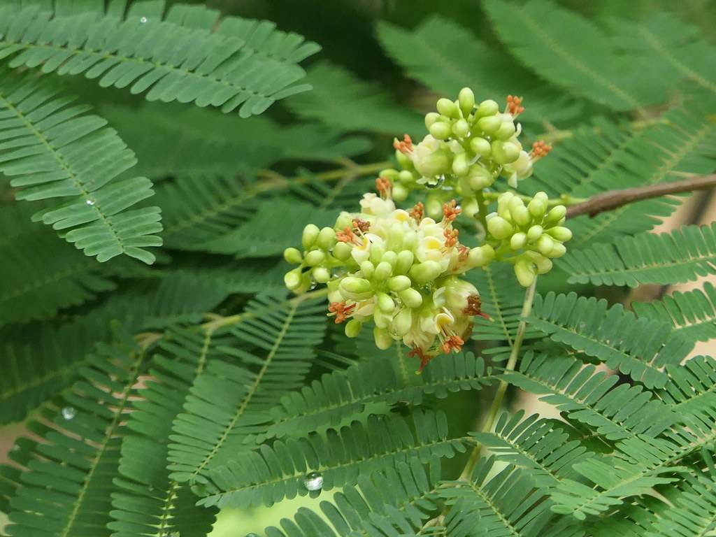 Green leaves with yellow flowers, and light-green buds on maroon-green stem and stalks. 