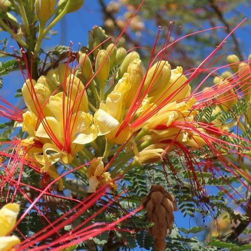 Yellow flowers with red stamens, yellow lime-green buds with green stalk and green flowers.