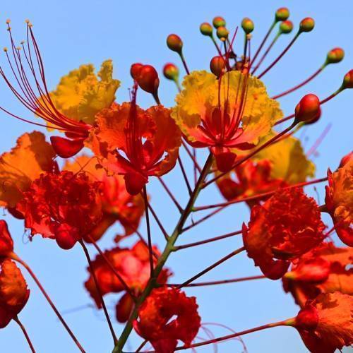 Red-orange flowers with red filaments, and a green stem and red buds.