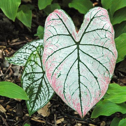 Pink-white leaves with green midrib and green margin.