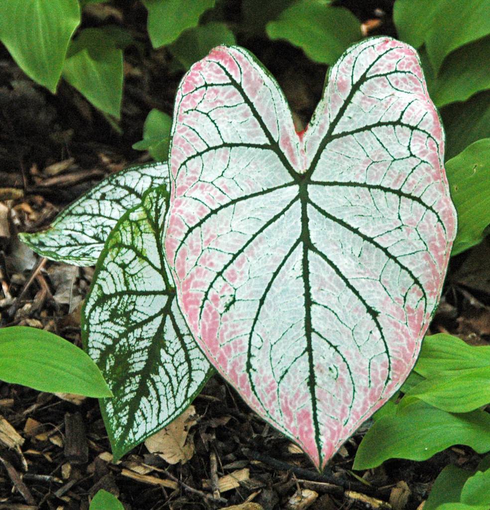 Pink-white leaves with green midrib and green margin.