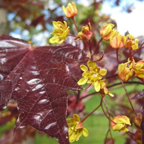 Maroon leaf and yellow-pink-white flowers on red stems.