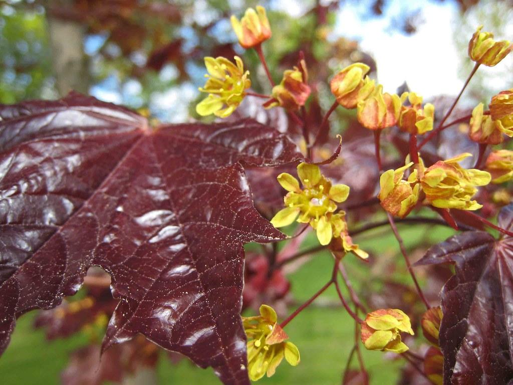 Maroon leaf and yellow-pink-white flowers on red stems.