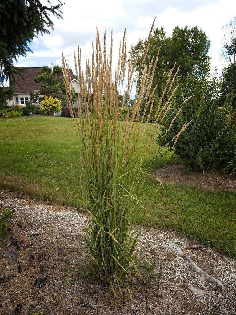 green-cream foliage