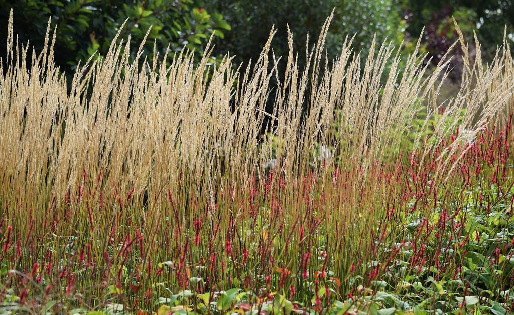 Green-beige foliage and pinkish-brown plumes.