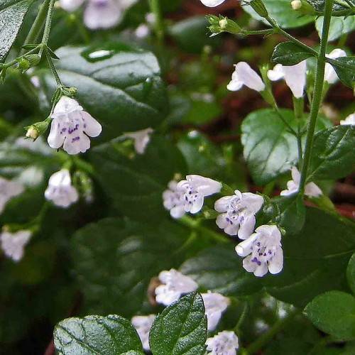 Dark-green leaves with green midribs, purple flowers and dark-purple stamens on green stalks.